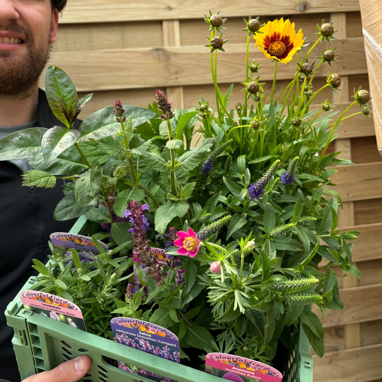 A person holds a green crate of assorted potted plants labeled as the Mystery Box £45 Worth Of Plants (Checkout only offer), with vibrant perennials and shrubs, evoking the excitement of a gardener’s surprise find against a wooden fence backdrop.