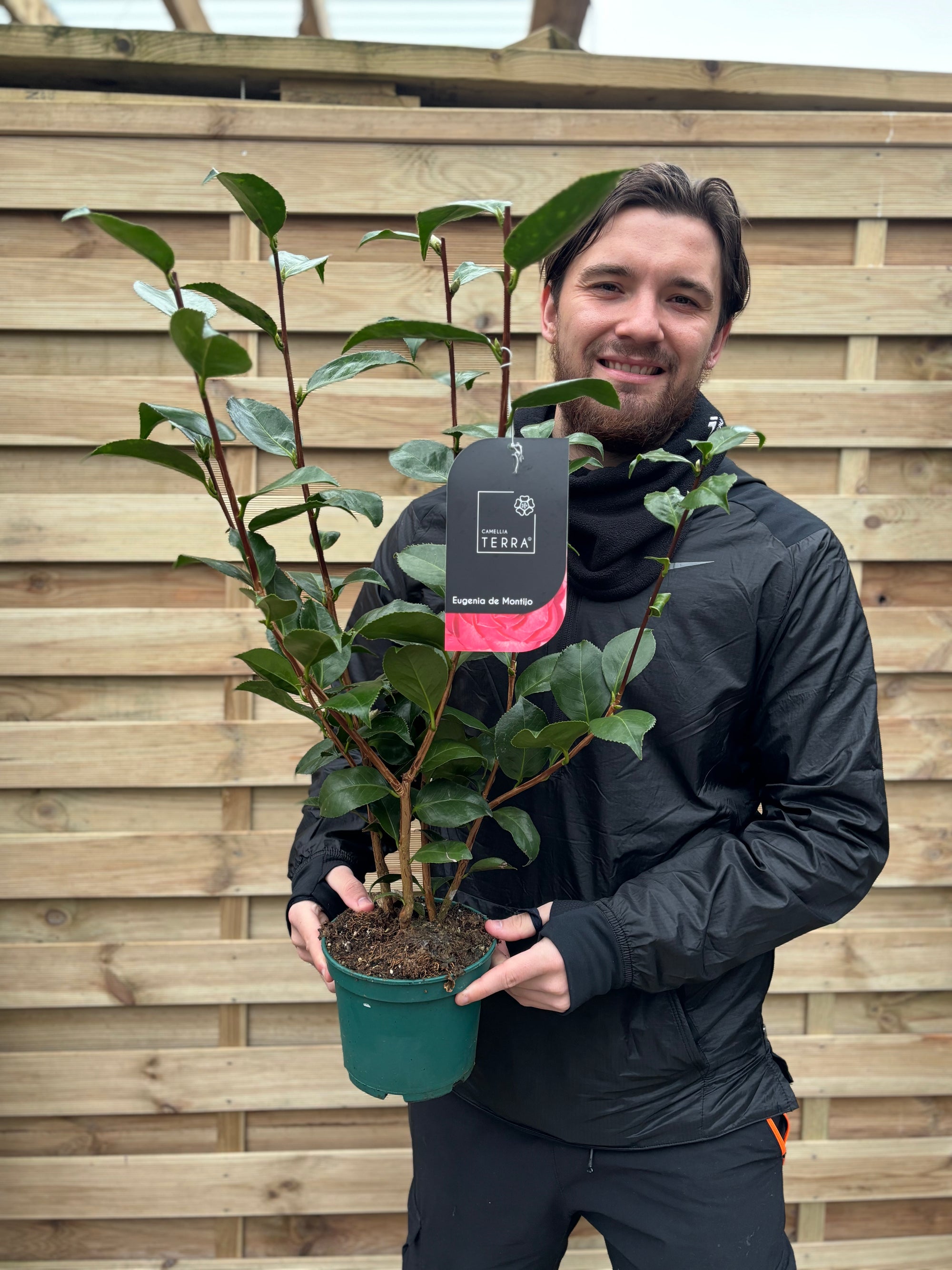 Camellia 'Eugenia de Montinjo' 40-50cm