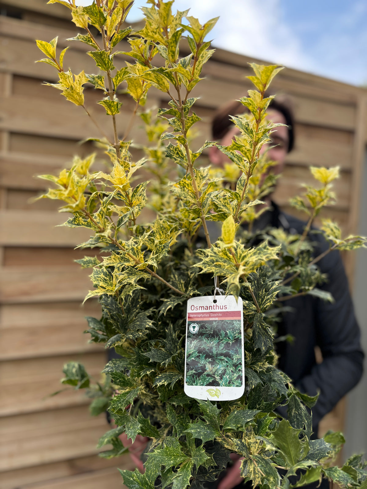 A person holds an Osmanthus heterophyllus &#39;Goshiki&#39; (False Holly) 5L 70-80cm, an evergreen shrub with green and yellow holly-like leaves, in front of a wooden fence. A plant tag labeled Osmanthus is attached to a branch.