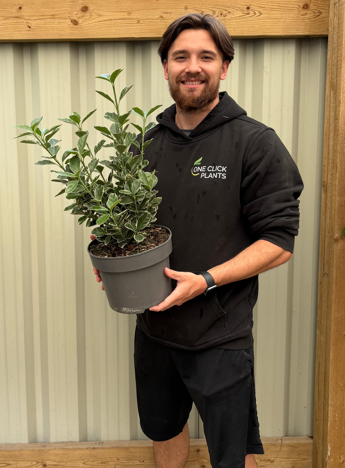 Euonymus japonicus 'Kathy' 9cm / 2L / 5L
