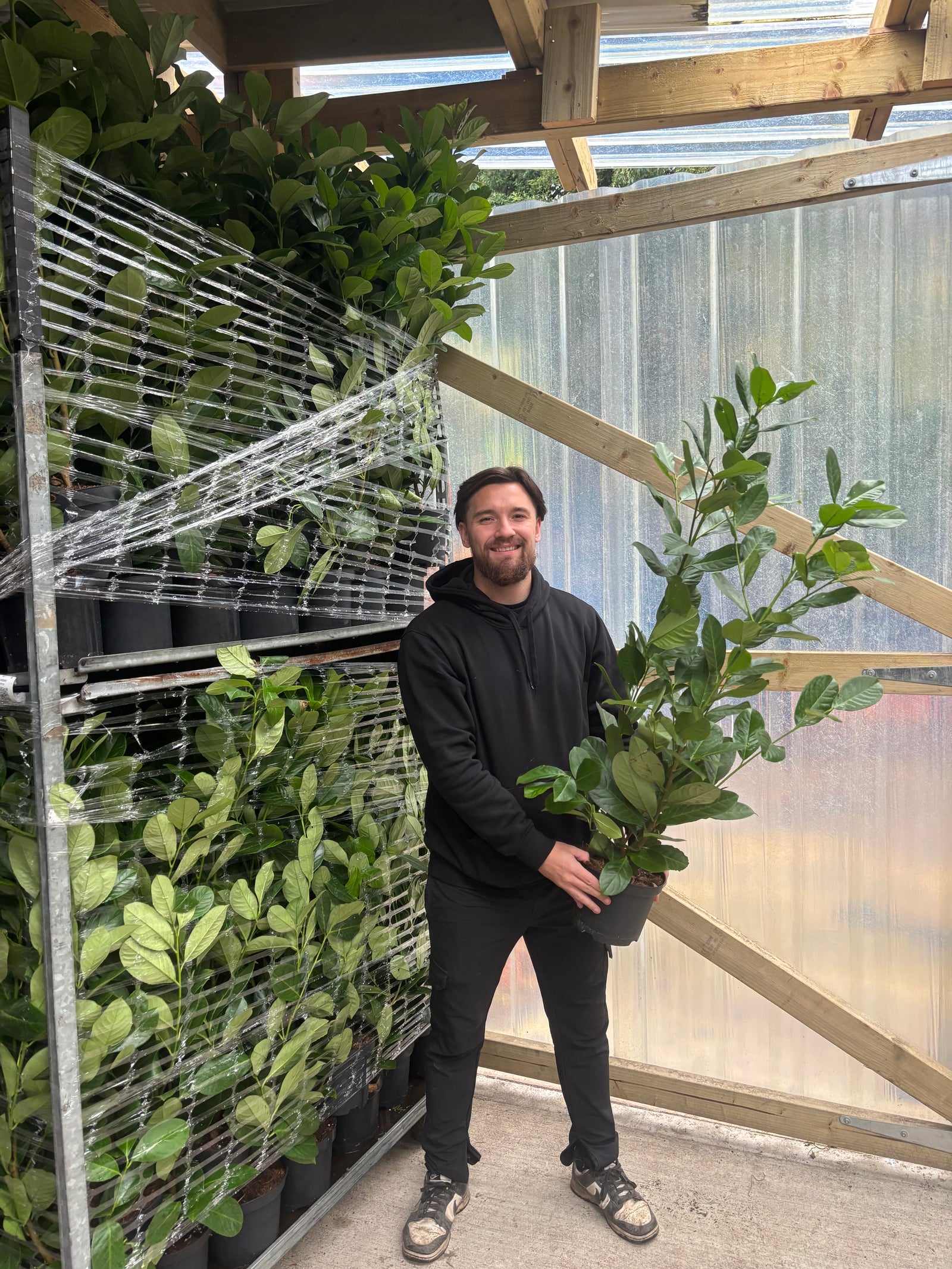 3-4ft (90-120cm) Potted Cherry Laurel Hedge Plants