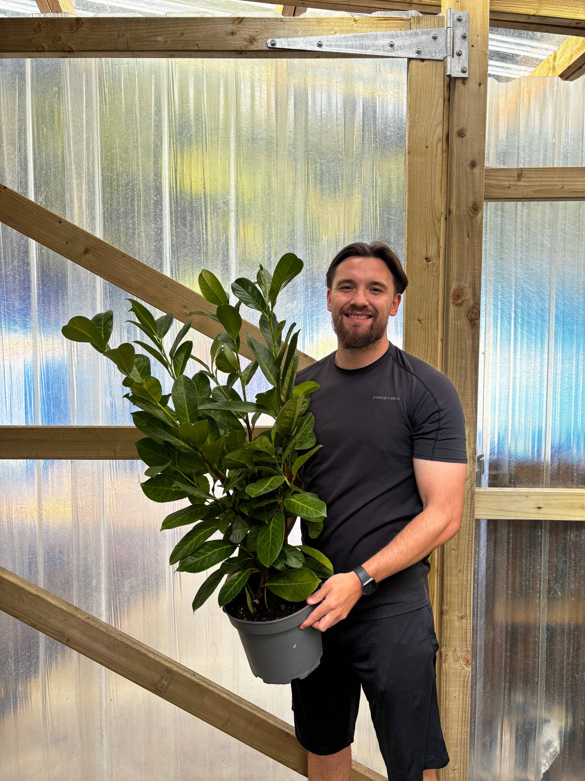 3-4ft (90-120cm) Potted Cherry Laurel Hedge Plants (Multibuy Offers Available)