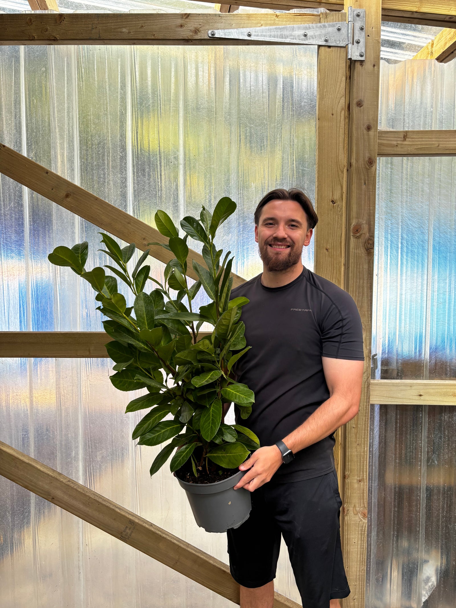 3-4ft (90-120cm) Potted Cherry Laurel Hedge Plants (Multibuy Offers Available)