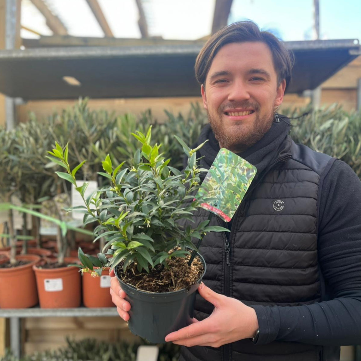 Sarcococca &#39;Dragon Gate&#39; 2L