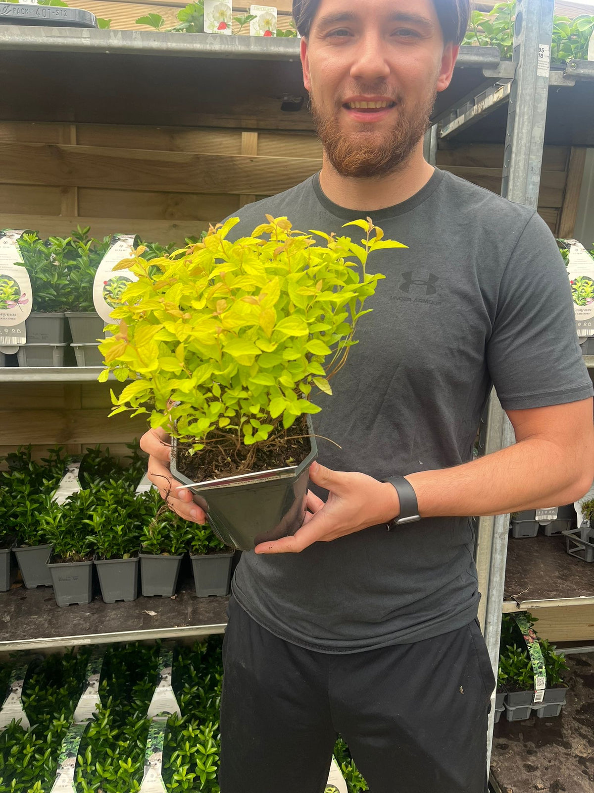 A man in a dark t-shirt holds a Spiraea japonica &#39;Golden Princess&#39; 9cm potted shrub with vibrant golden-green leaves, standing before garden center shelves lined with plants and blooming pink flowers.