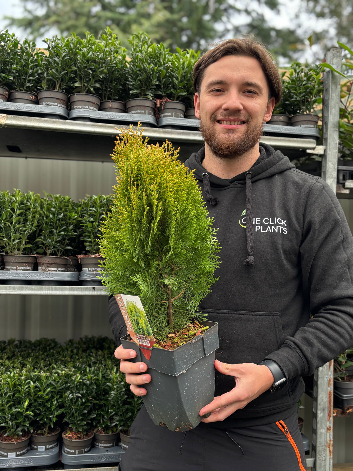 Platycadus orientalis &#39;Aurea Nana&#39; 2L (40-50cm inc. pot)