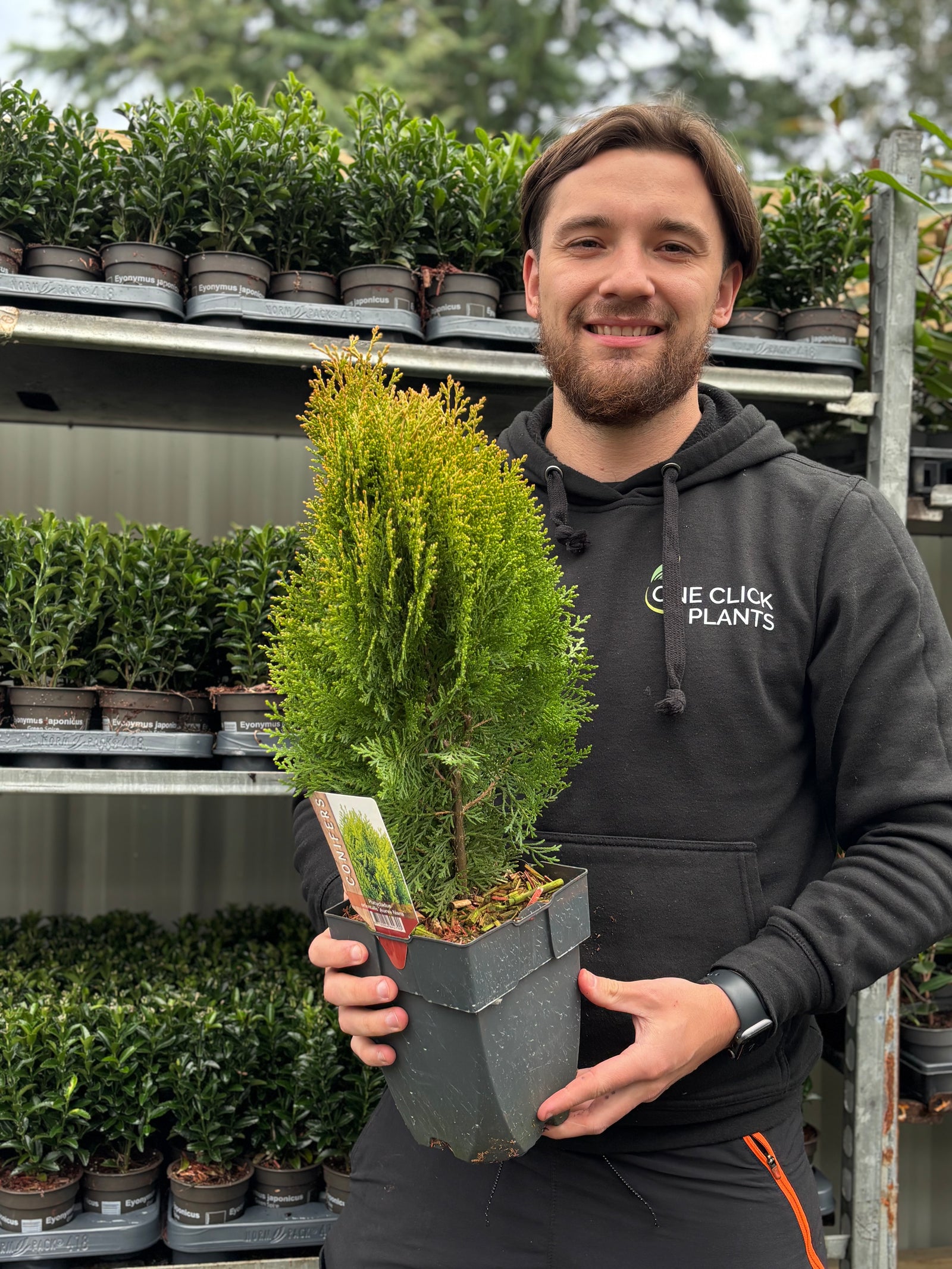 Platycadus orientalis 'Aurea Nana' 2L (40-50cm inc. pot)