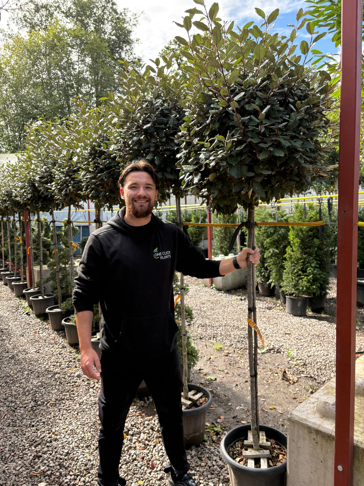 3/4 Standard Elaeagnus x ebbingei Compacta (1.4m Stem, 0.8m Head)