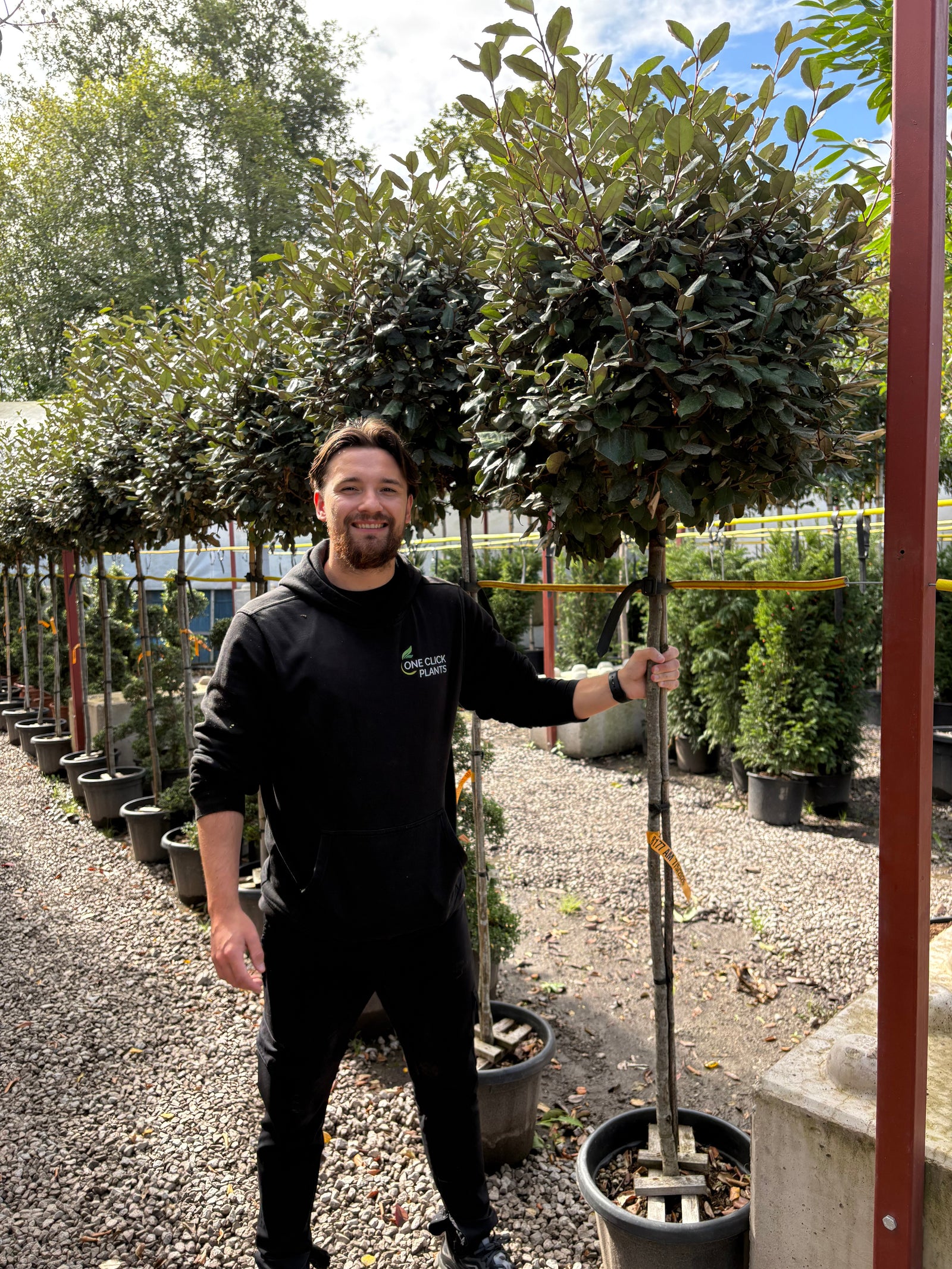 3/4 Standard Elaeagnus x ebbingei Compacta (1.4m Stem, 0.8m Head)