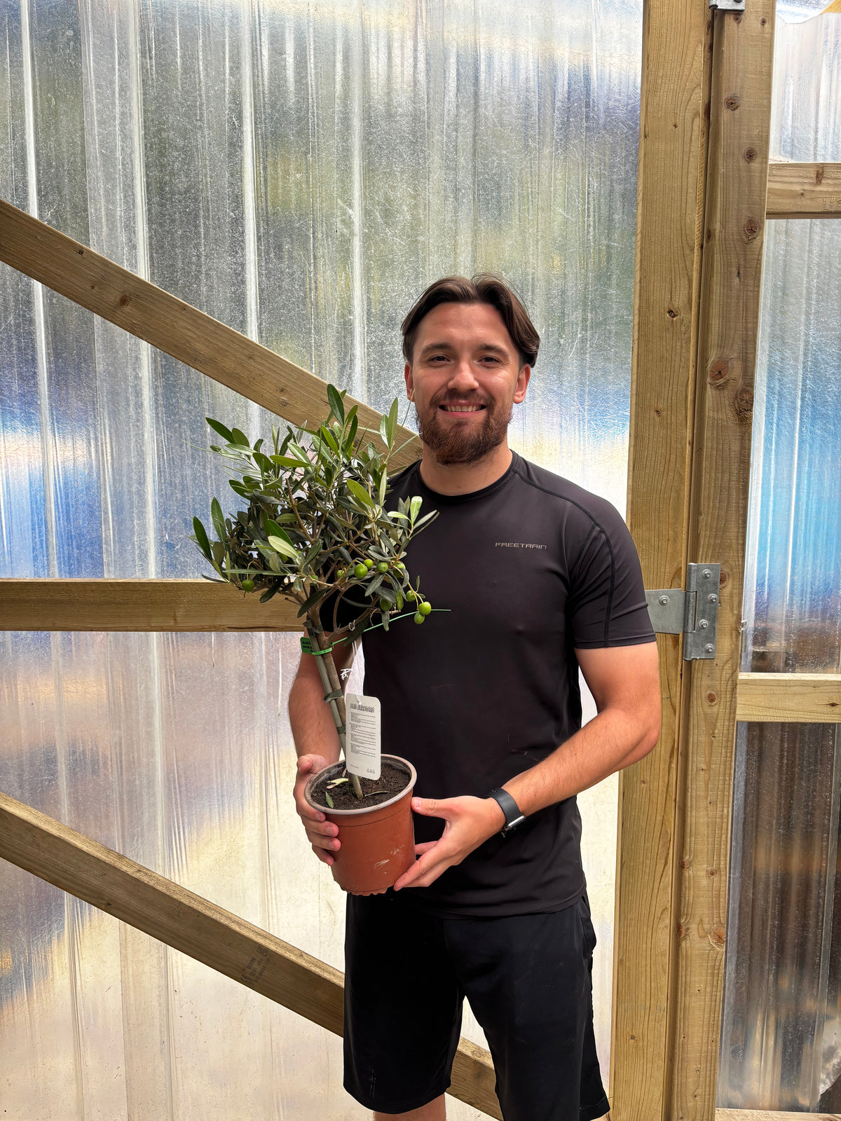 Olive Tree | Hardy Evergreen Potted Tree | 50-60cm