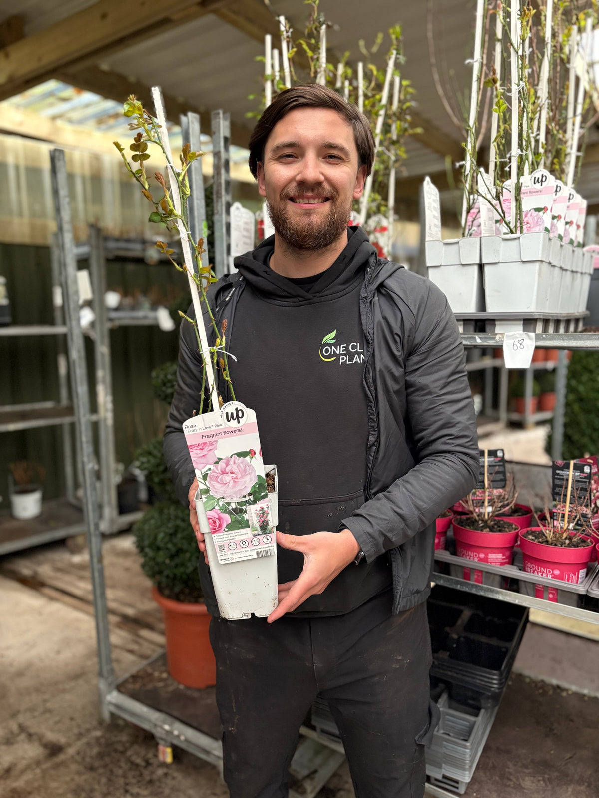 Climbing Rose 'Crazy In Love' - Pink 2L