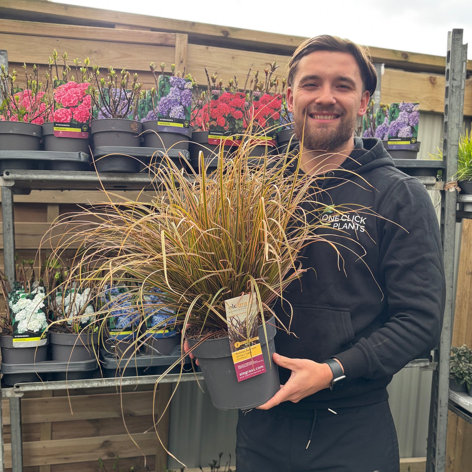 A smiling man in a black hoodie stands in a garden center, holding a Uncinia Rubra 'Everflame' Ornamental Grass 3L with vibrant red-bronze foliage. Behind him, shelves are filled with colorful potted flowers and plants.