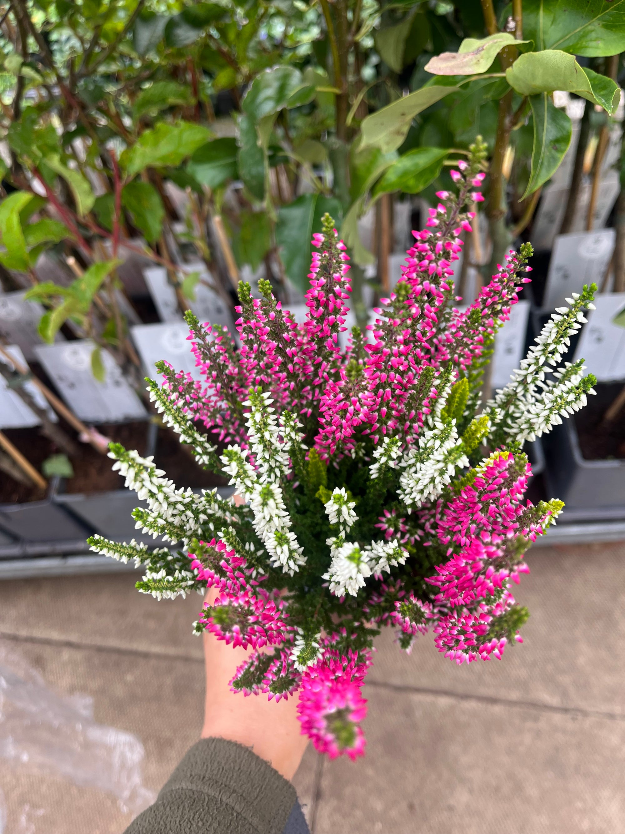 Calluna vulgaris Trio 9cm
