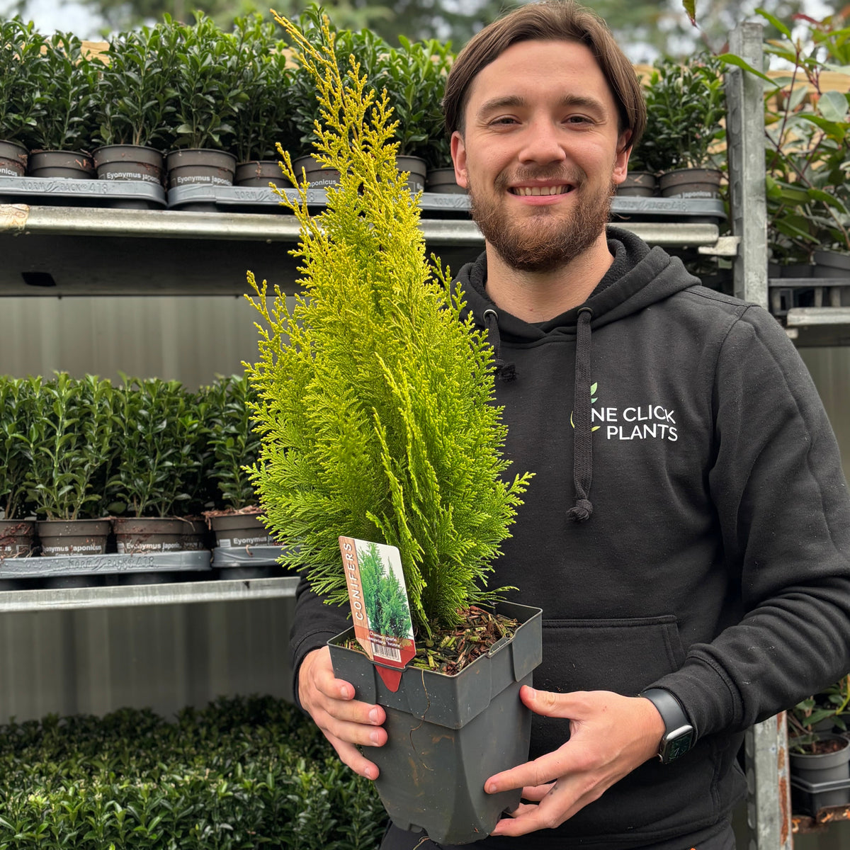 Chamaecyparis lawsoniana &#39;Ivonne&#39; 2L (50-60cm inc. pot)