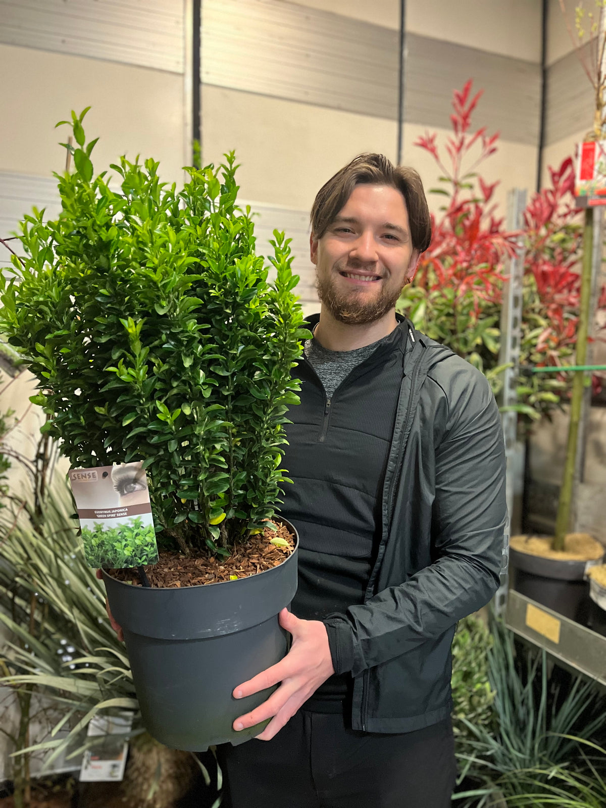 A smiling man with brown hair and a beard holds a large potted Euonymus japonicus &#39;Green Spire&#39; (Multibuy Offers Available) inside a garden center, surrounded by lush plants—ideal for borders or a low hedge.