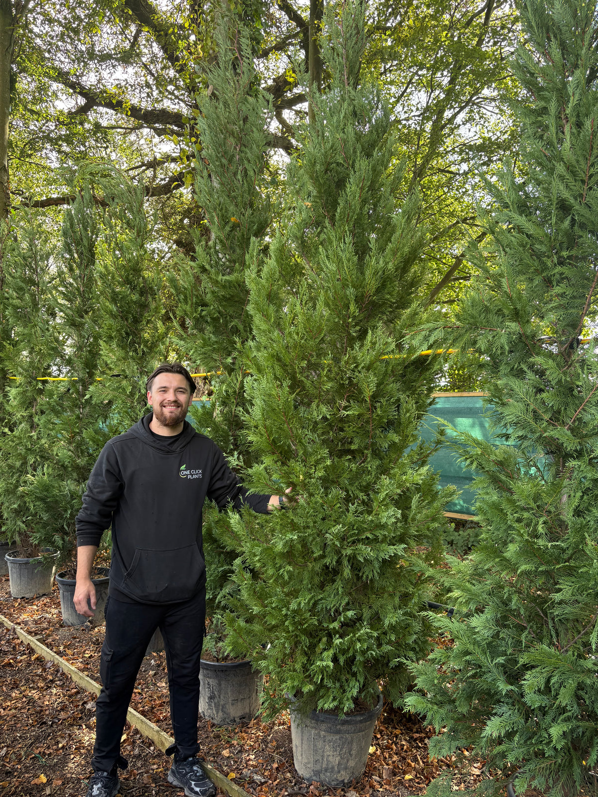 10-12ft Leylandii Green Cupressus Hedging Conifers (300-360cm) 35L
