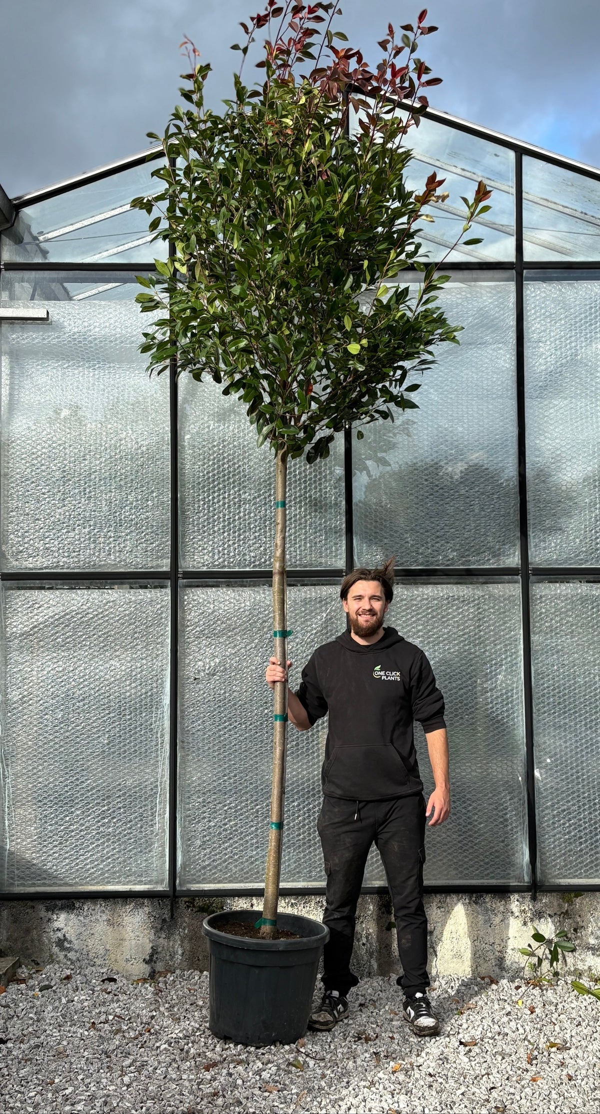 Standard Photinia Red Robin Tree 1.8m Stem, 55L (THICK STEM XL HEAD)