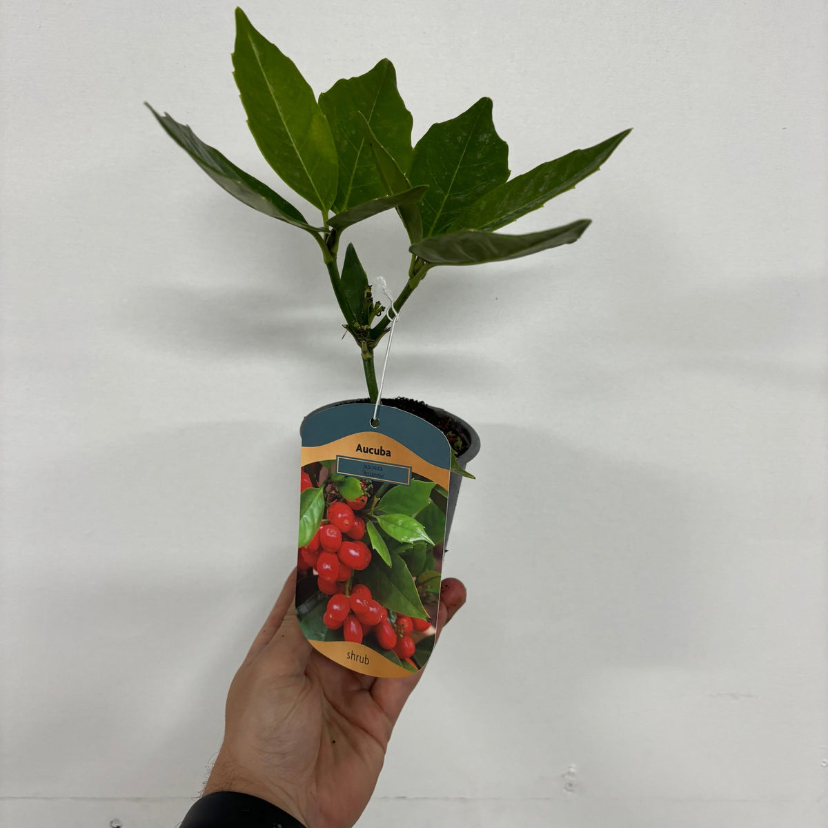 Aucuba japonica &#39;Rozannie&#39; 9cm / 2L