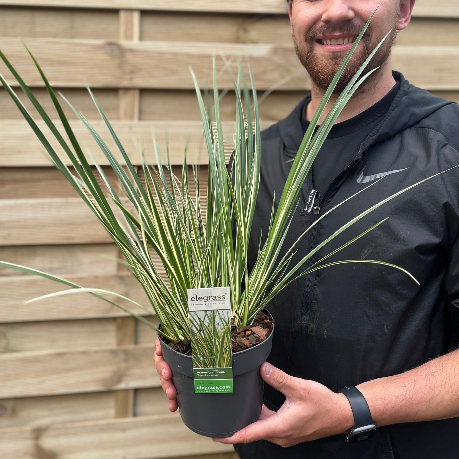 Close-up of Acorus gramineus 'Argenteostriatus' 1.8L shows long, narrow green leaves with yellow edges, overlapping and radiating outward to form dense, textured variegated foliage.