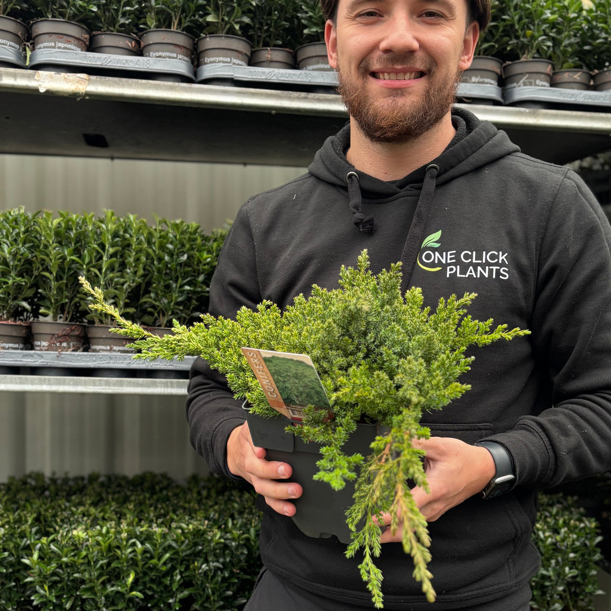 A smiling person in a One Click Plants hoodie holds a Juniperus procumbens &#39;Nana&#39; 2L, known for its blue-green foliage, standing before shelves stocked with evergreen ground cover plants.
