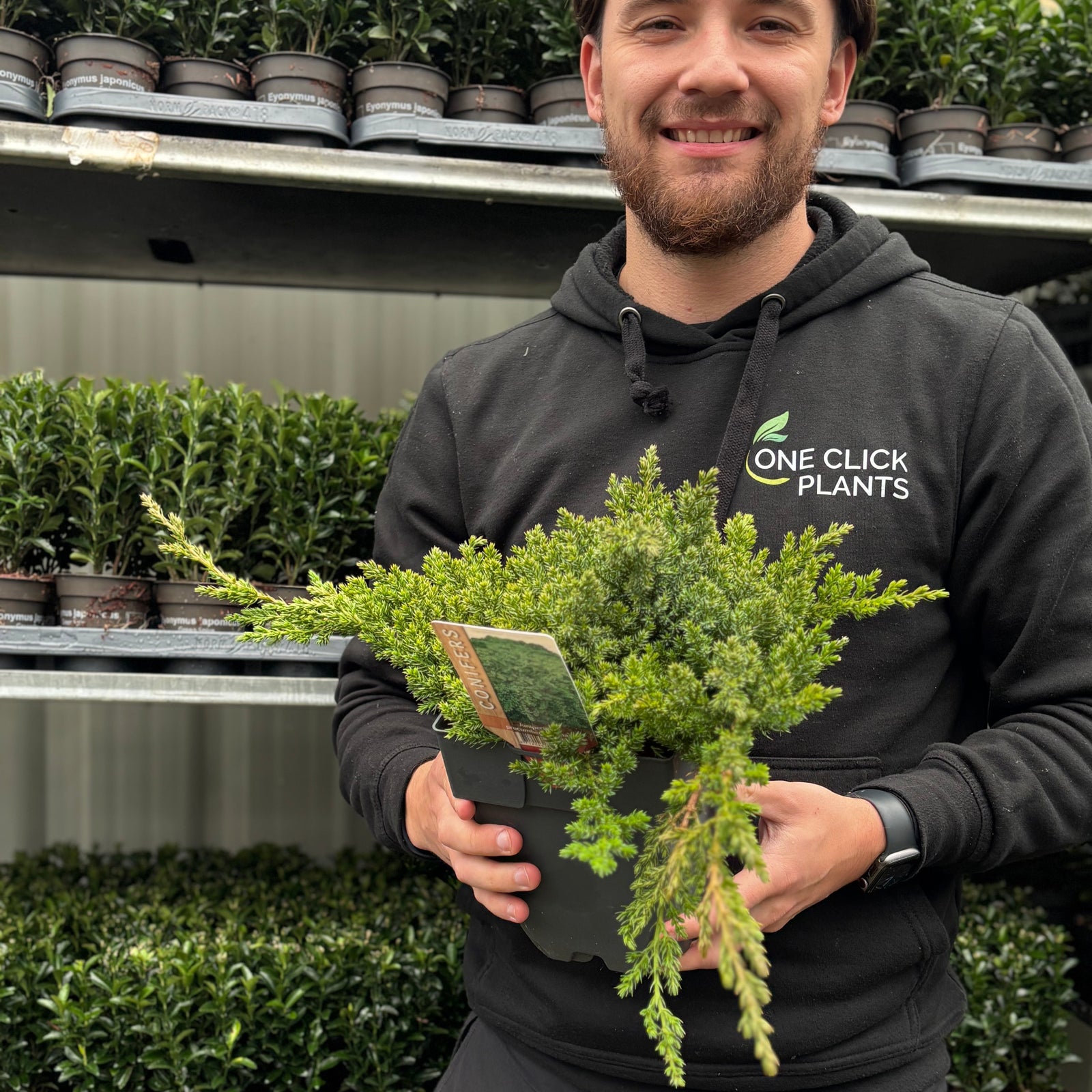 A smiling person in a One Click Plants hoodie holds a Juniperus procumbens 'Nana' 2L, known for its blue-green foliage, standing before shelves stocked with evergreen ground cover plants.
