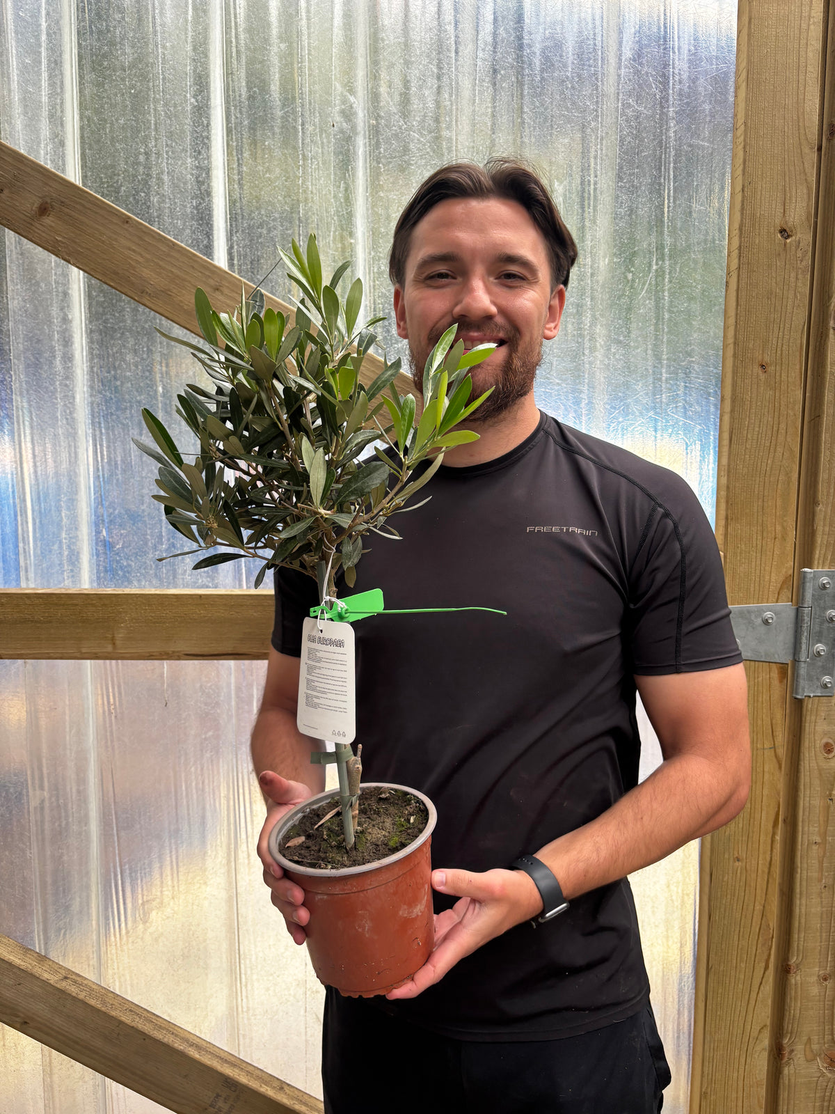 Olive Tree | Hardy Evergreen Potted Tree | 50-60cm