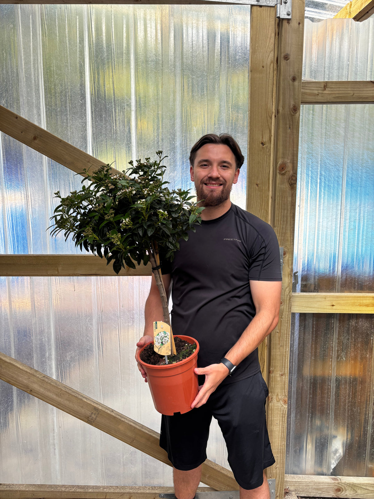 Viburnum tinus Patio Tree