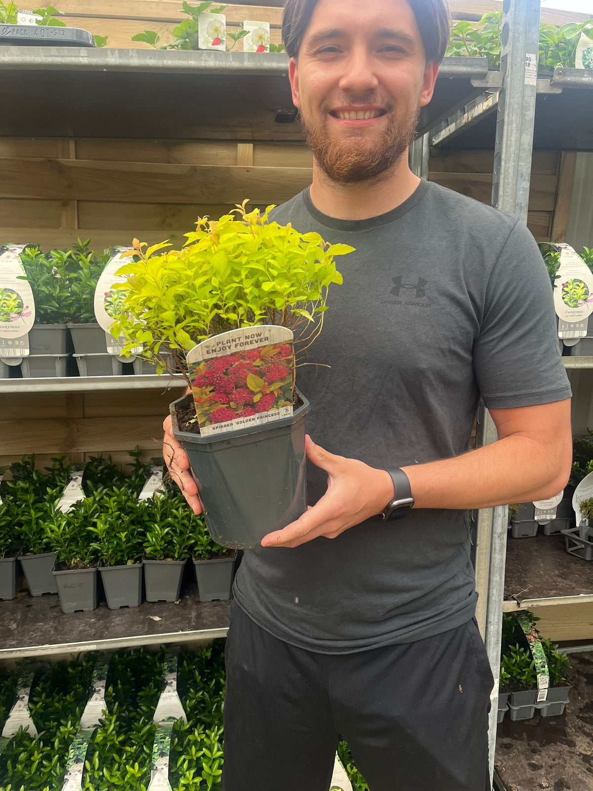 A bearded man in a dark t-shirt and watch smiles while holding a Spiraea japonica &#39;Golden Princess&#39; (9cm/1L/2L) shrub at a garden center, with shelves of green plants and pink flowers in the background.