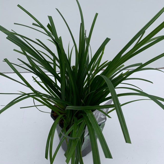 Carex oshimensis 'Irish Green' 2L / 3L Pre order dispatch end of Jan