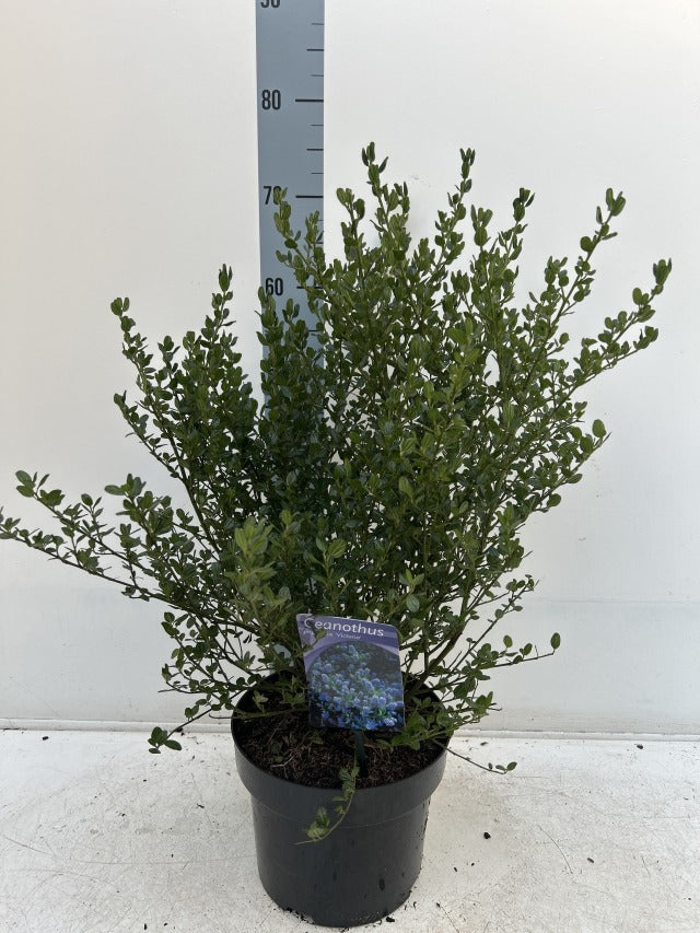 Ceanothus &#39;Victoria&#39; (Californian Lilac) 9cm/2L/5L/10L