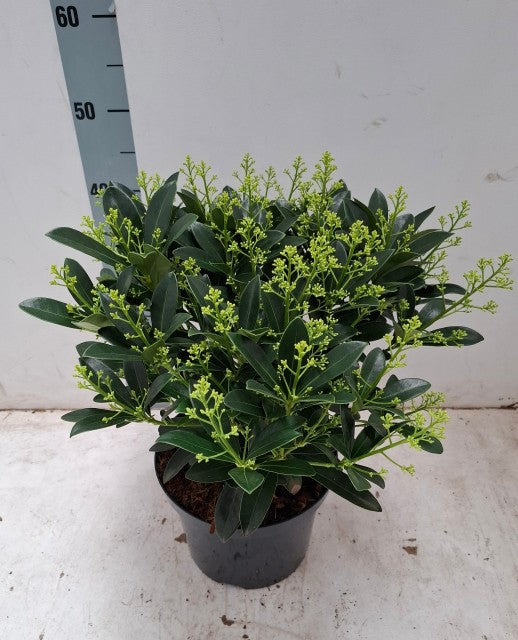 The Skimmia japonica &#39;Finchy&#39; (10.5cm / 2L / 5L), with its dark green leaves and greenish-yellow buds, sits on a white floor by a height chart—perfect for adding winter freshness indoors.