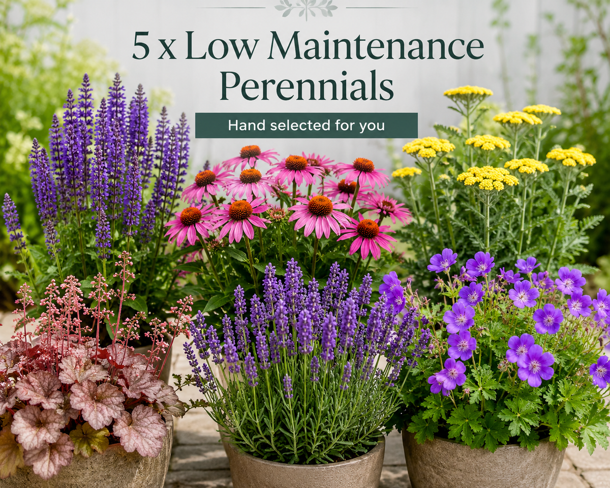 5 x Low Maintenance Perennials