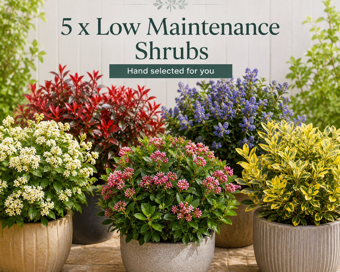 5 x Low Maintenance Shrubs