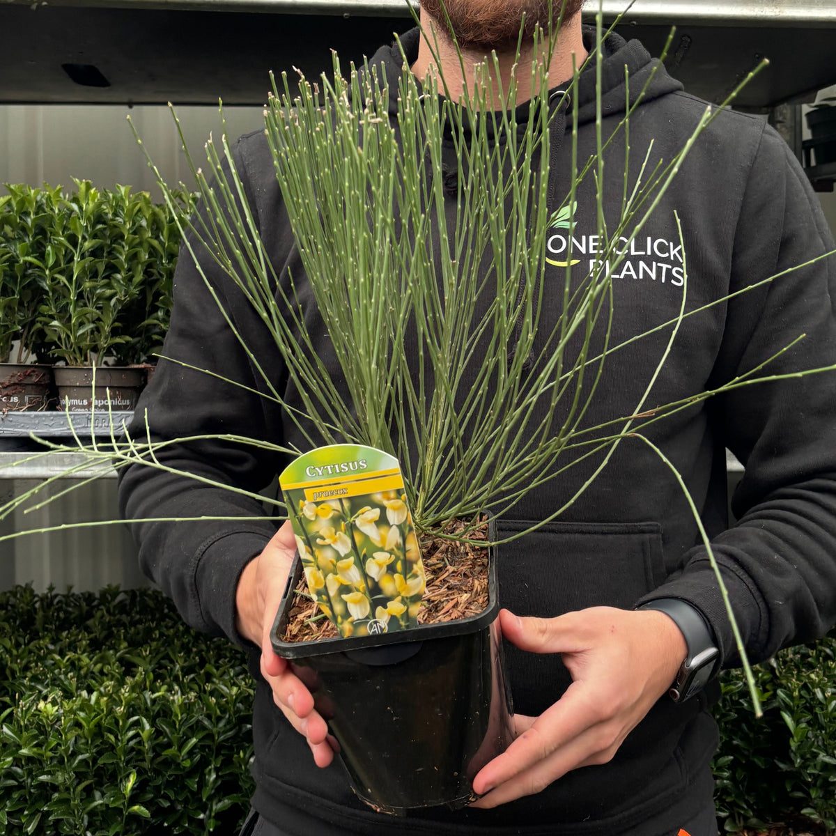 A person in a black hoodie holds a Cytisus &#39;praecox&#39; 2L, a deciduous shrub with upright green stems. Its plant label displays yellow spring flowers, with green shrubs seen in the background.