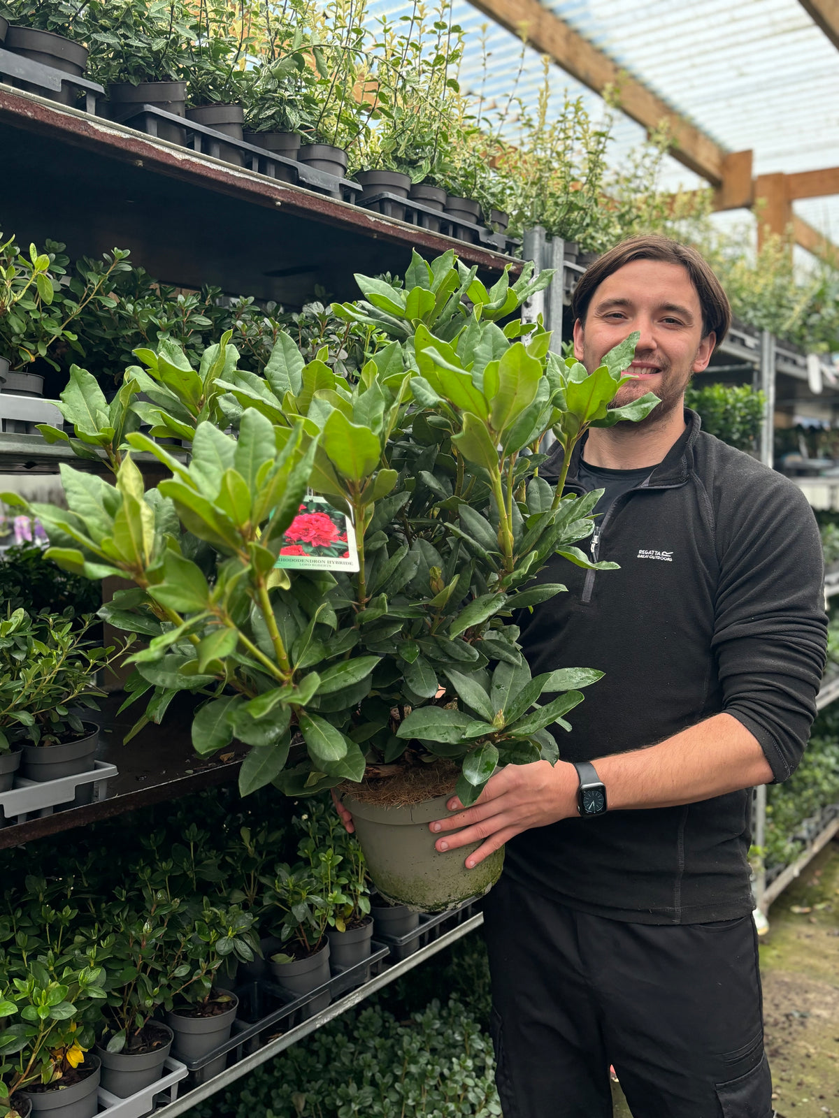 Rhododendron &#39;Lord Roberts&#39; 5L