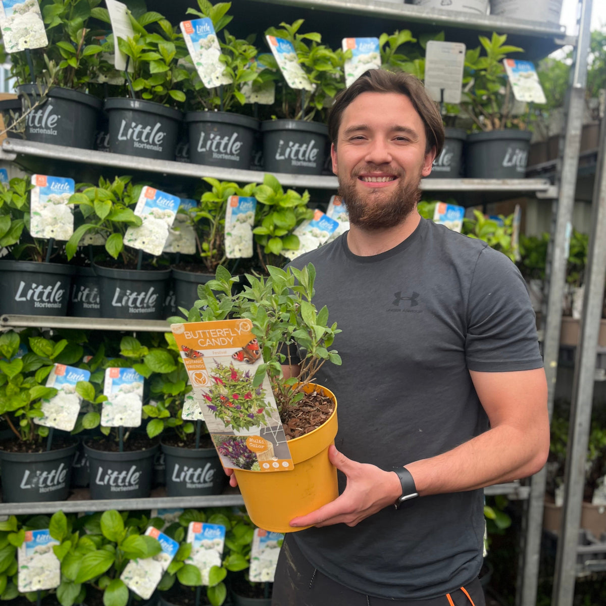 Buddleja &#39;Festival&#39; Candy Mix 3L