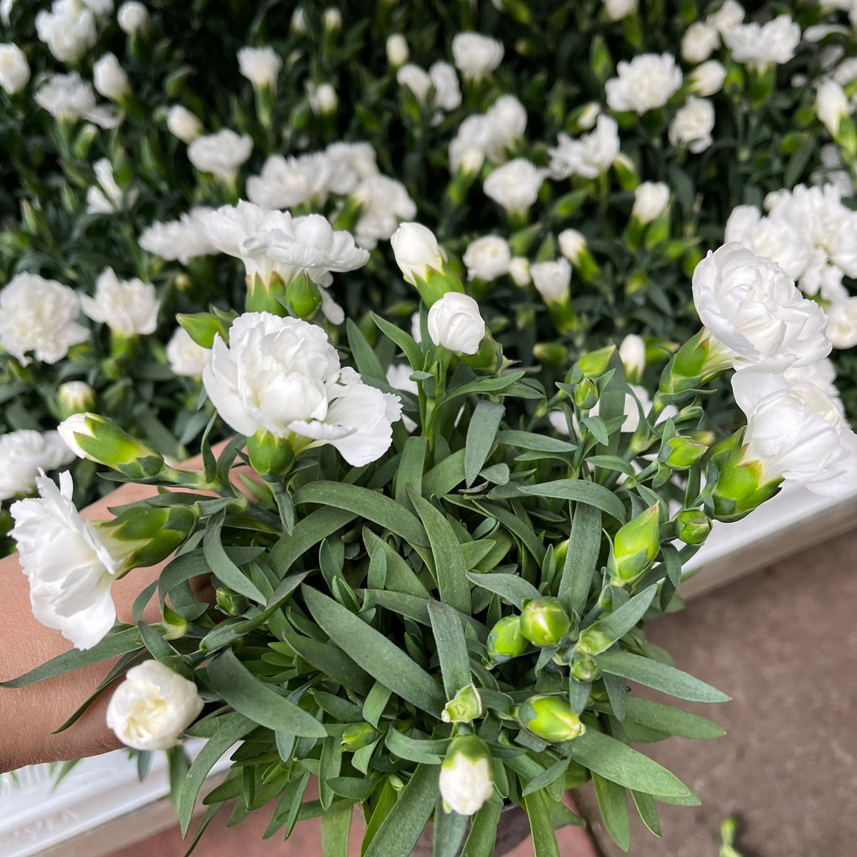 Dianthus White (9cm growers pot)