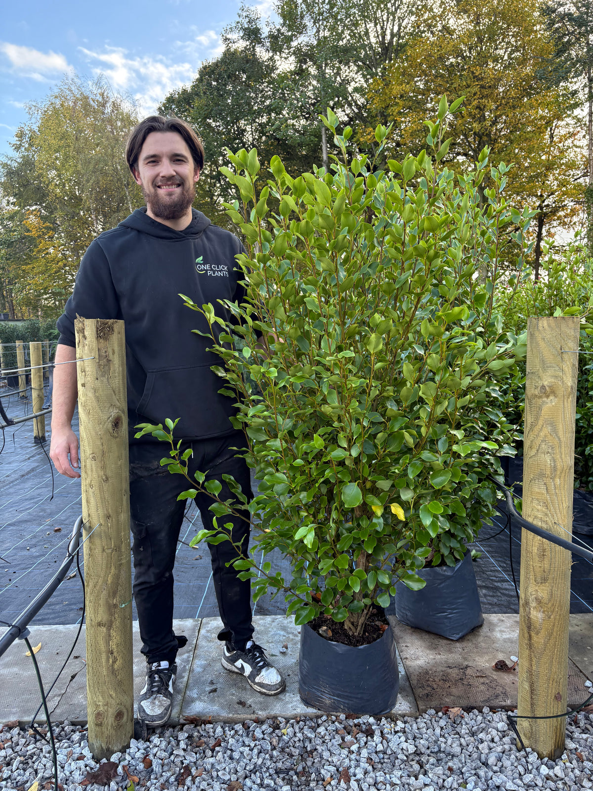 5-6ft Griselinia llitoralis (150-180cm) 20L