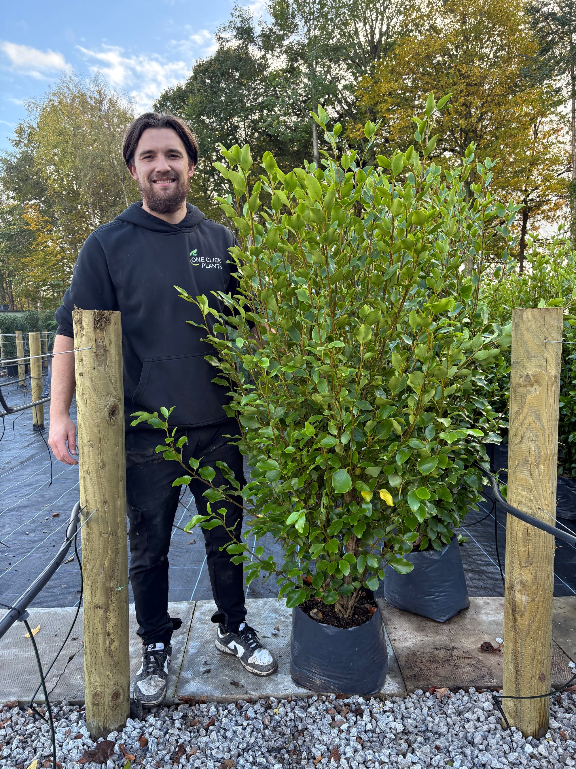 5-6ft Griselinia llitoralis (150-180cm) 20L