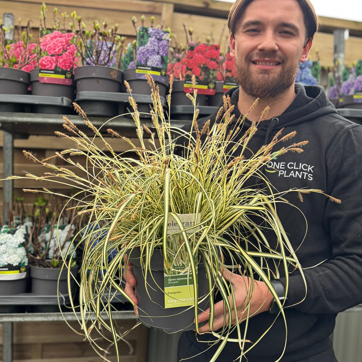 A smiling person in a black hoodie holds a pot of Carex oshimensis &#39;Evergold&#39; Grass (8cm/1L/2L/3L) in a garden center, with shelves of flowering plants and potted greenery in the background.