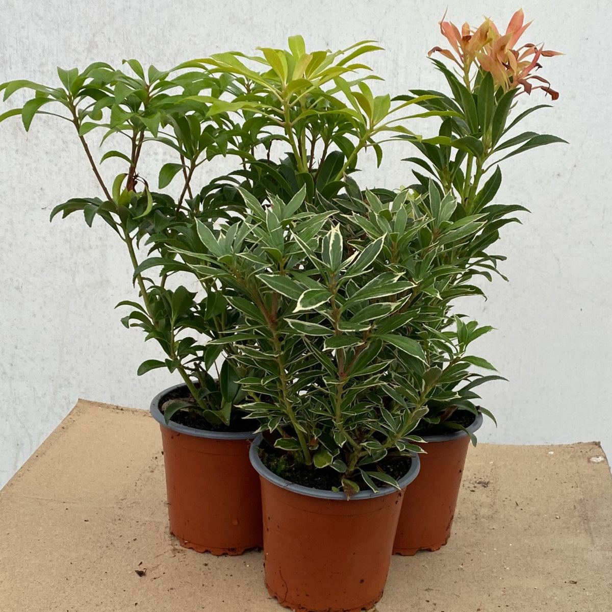 Three Pieris shrubs (3 x 9cm pots) with green and variegated leaves, including one with reddish new growth, are displayed on cardboard against a white background—ideal low maintenance container plants.