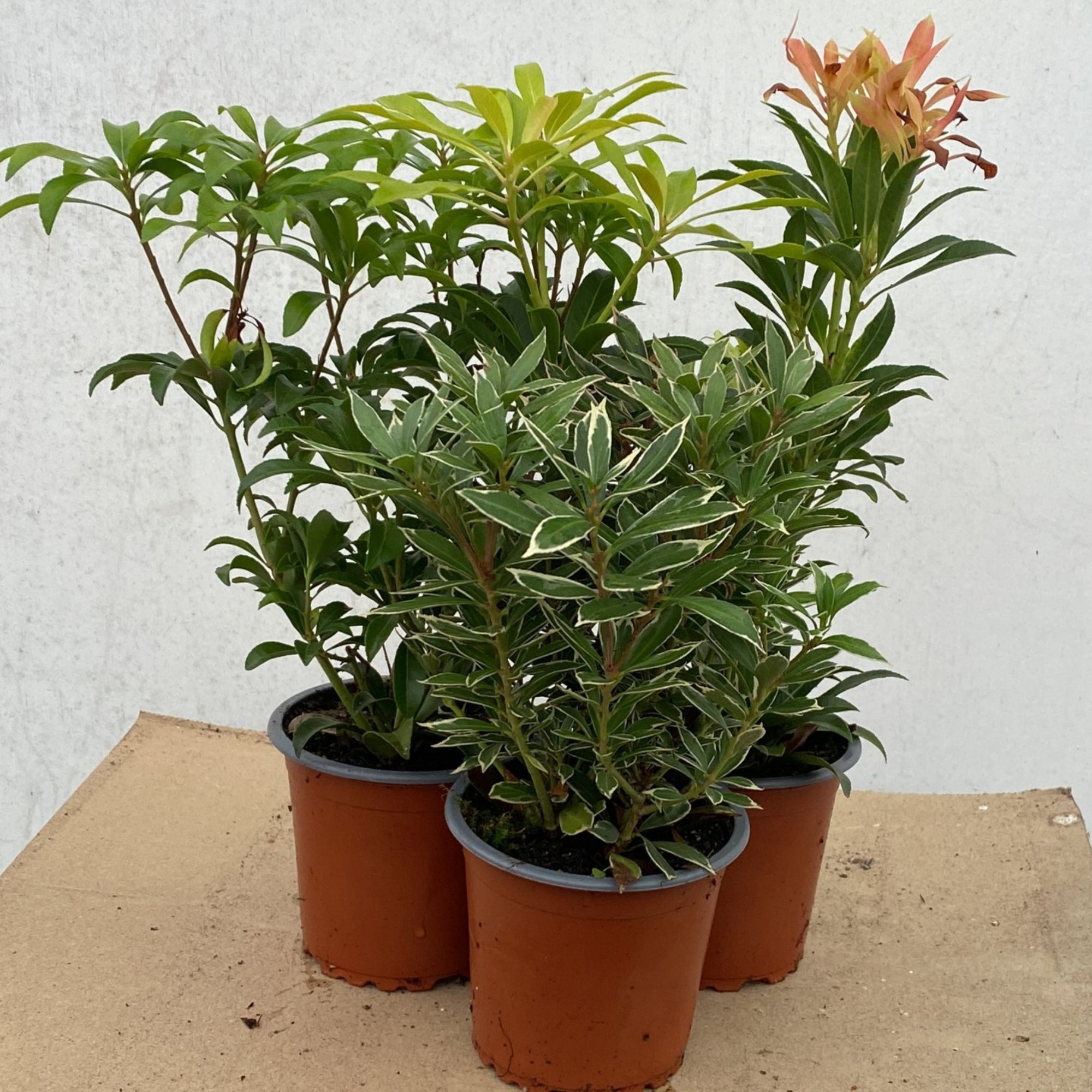 3 x Pieris (3 x 9cm Pots)