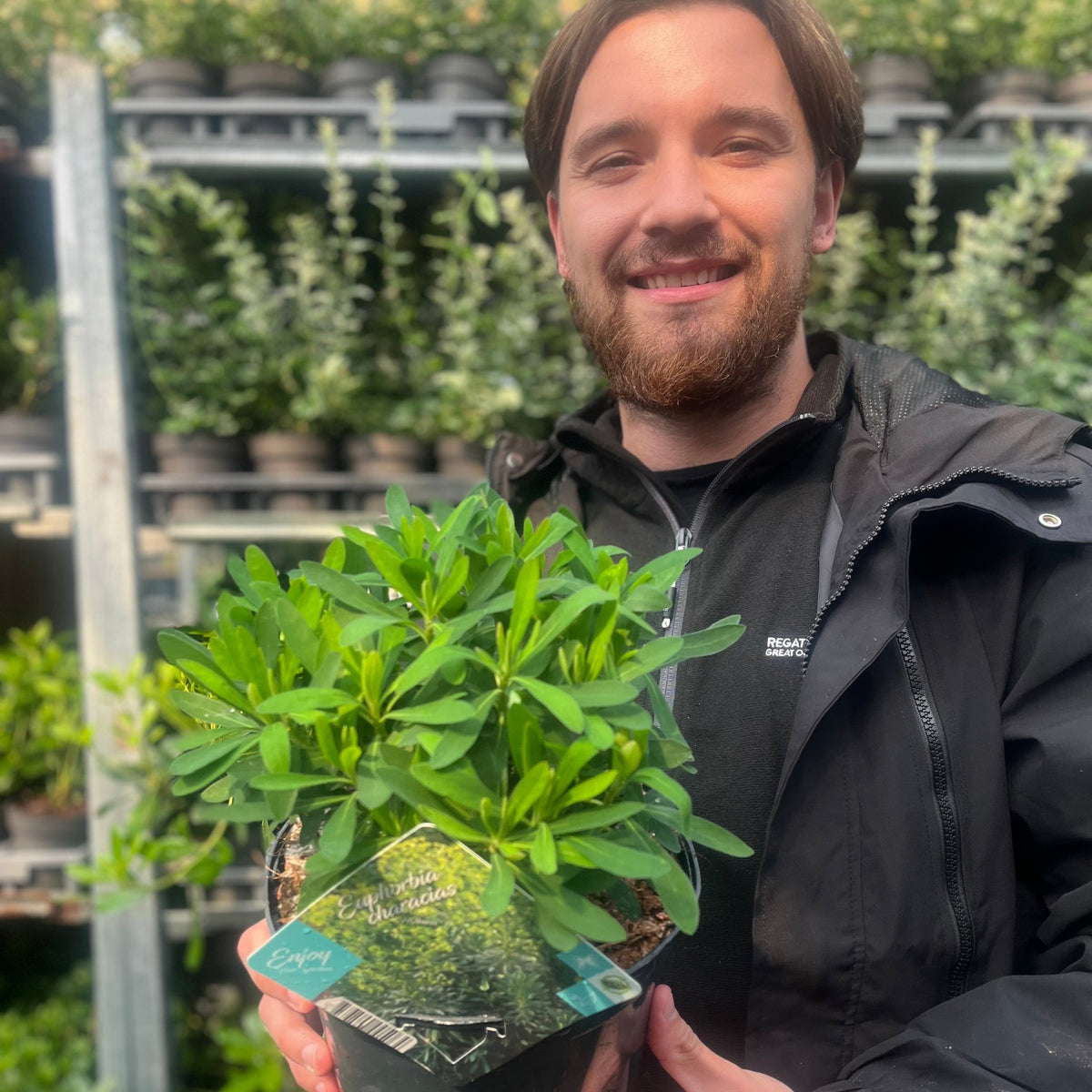 Euphorbia characias &#39;Wulfenii&#39; 3L