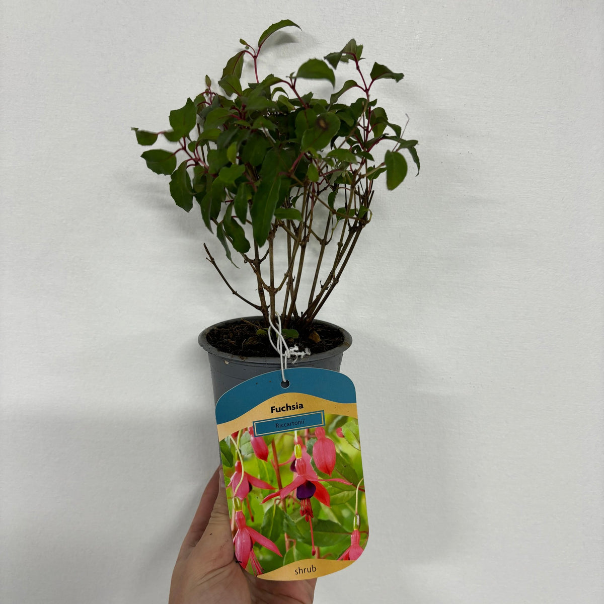 A hand holds a Hardy Fuchsia &#39;Riccartonii&#39; 9cm / 2L, a hardy deciduous shrub with green leaves. Its colorful label displays vibrant pendulous flowers and reads “Fuchsia.” The background is plain white.