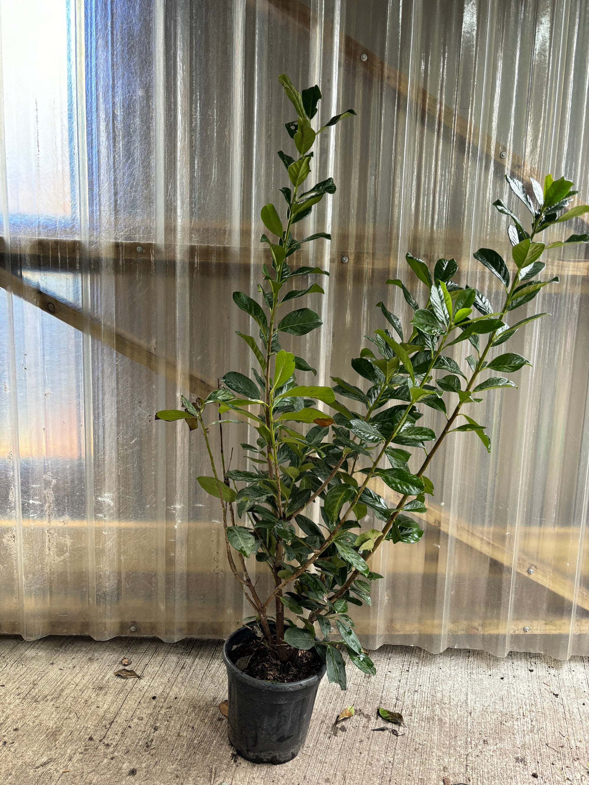 40 x IN NEED OF SOME TLC: 5-6ft Potted Cherry Laurel Hedge Plants 150-180cm