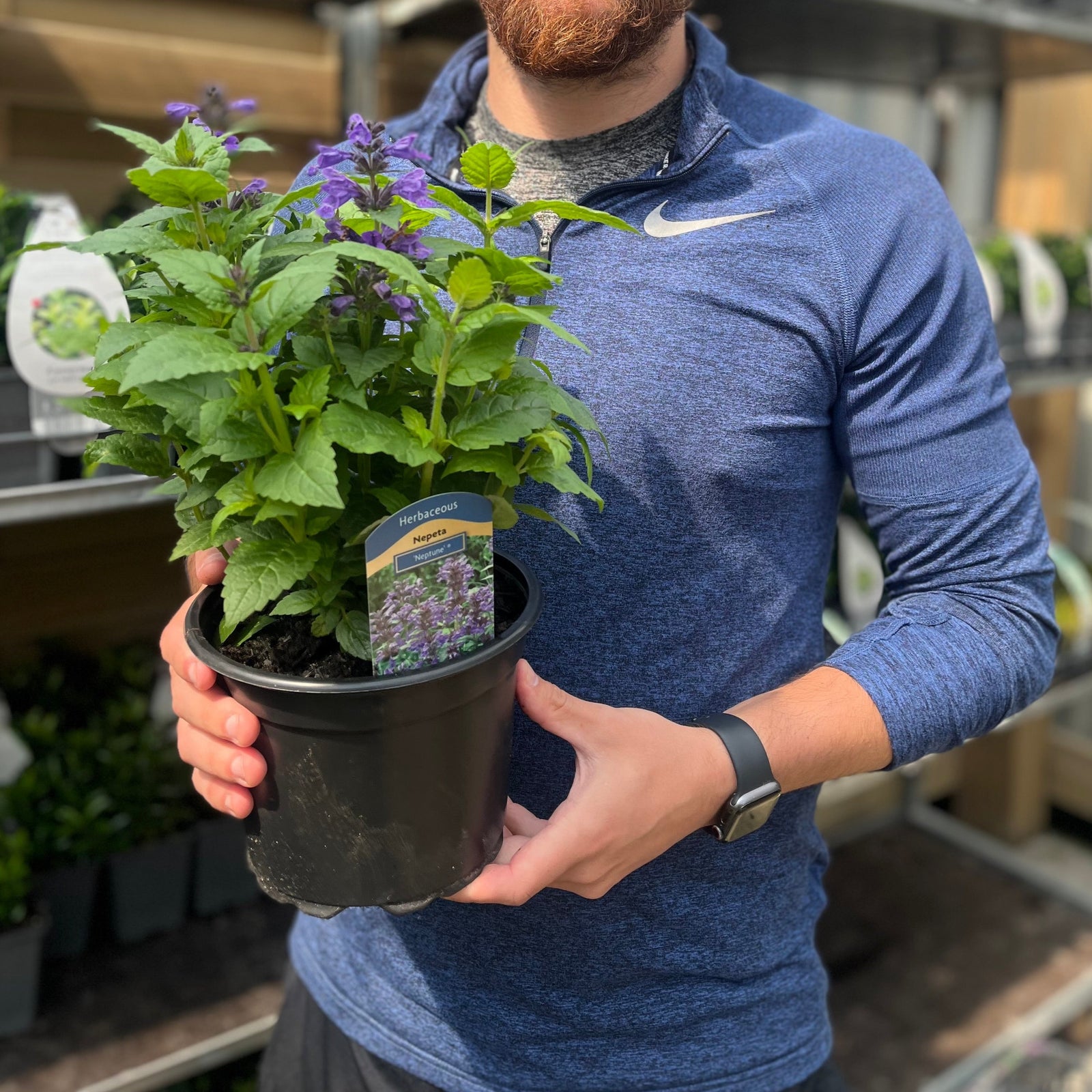 A smiling man with brown hair and a beard, wearing a blue athletic top, holds a Nepeta Neptune 2L with lavender-blue flowers at a garden center, with shelves of other plants visible in the background.
