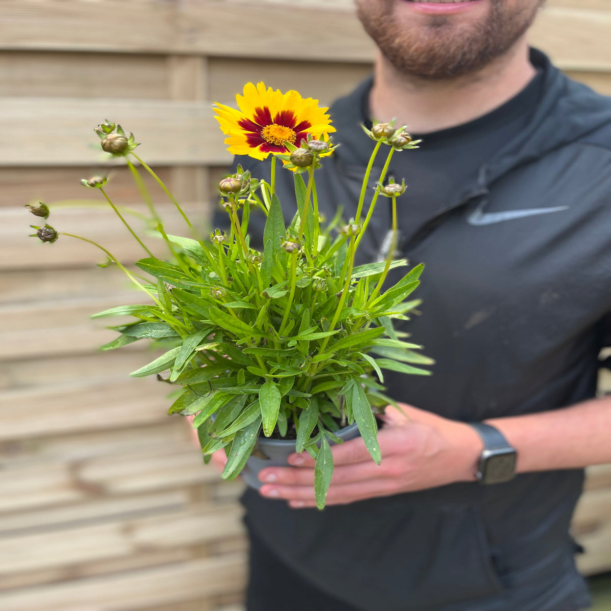 A person in a black shirt holds a Coreopsis Sunkiss 9cm/1.5L, a perennial with yellow and red daisy-like blooms that attract pollinators. Wooden fencing appears in the background.