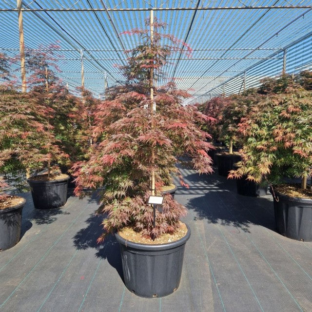 Acer palmatum &#39;Orangeola&#39; (65L / 80L / 130L) trees with red and green leaves are displayed in rows at an outdoor nursery, shaded by overhead wires.