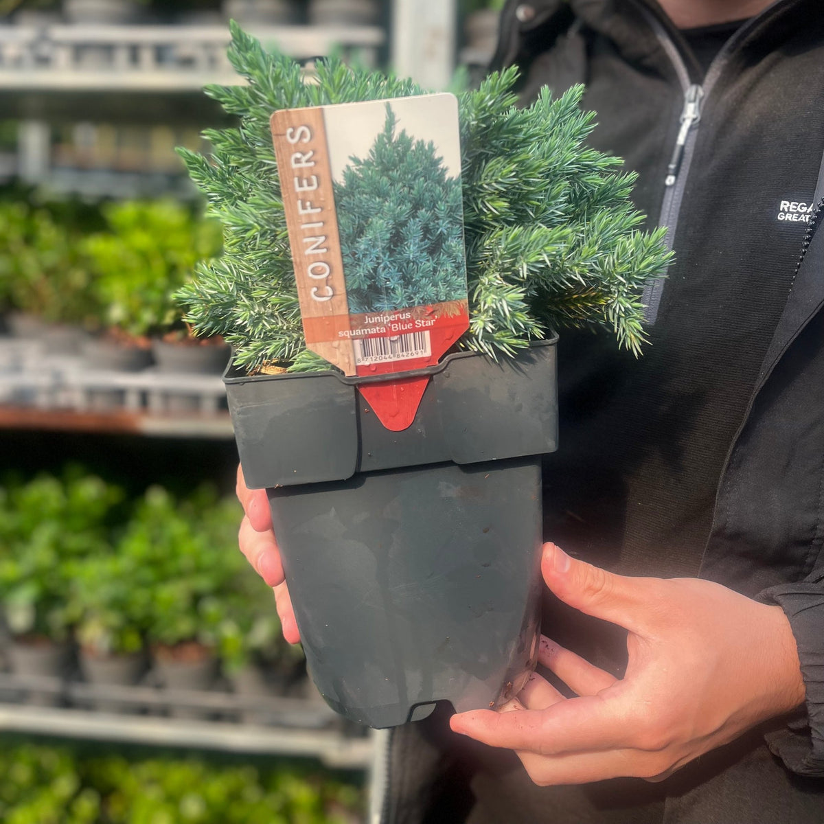 Juniperus squamata &#39;Blue Star&#39; 2L