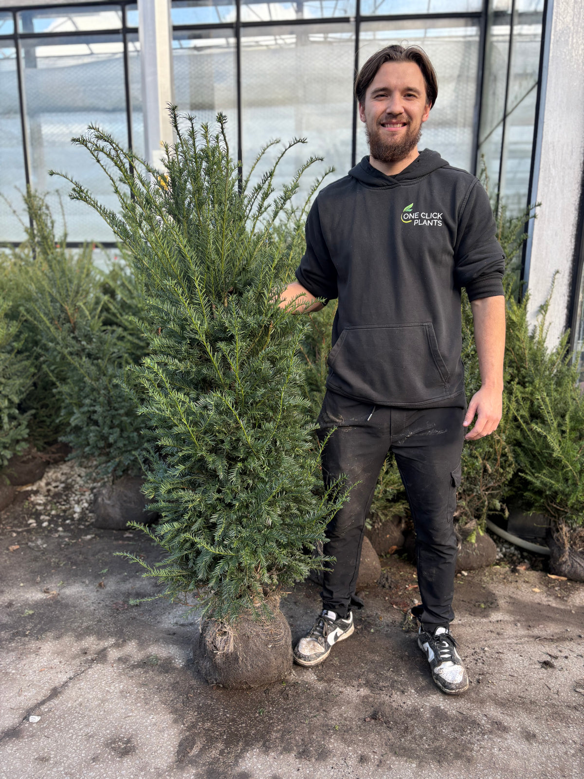 Taxus baccata Rootball (English Yew)